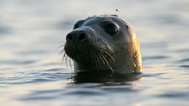 A harbor seal