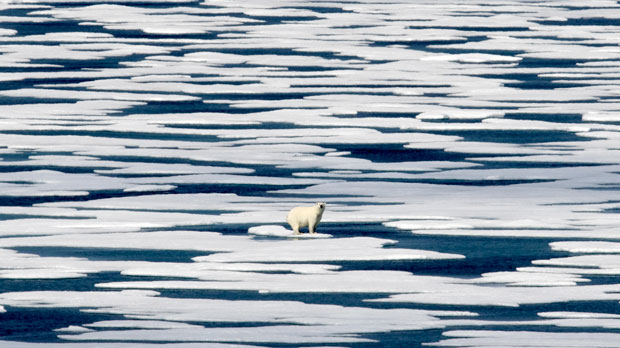 polar bear stands on the ice