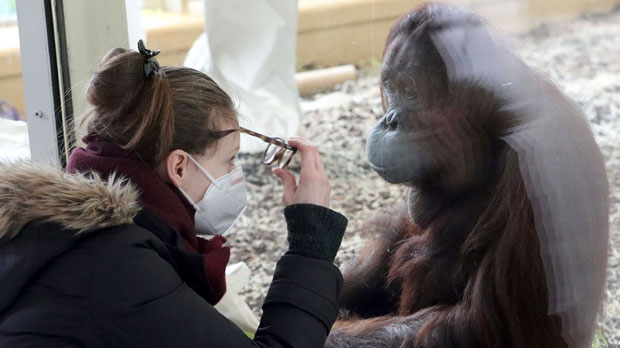a visitor with a mask observes an orangutan