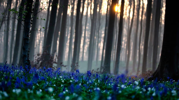 The sun rises between the trees as bluebells
