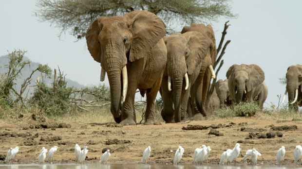 This image released by PBS shows elephants approaching a waterhole in Tsavo East National Park, Kenya in a scene from the documentary series "Nature." The PBS series is celebrating its 40th anniversary this season. (Waterhole Films Ltd/PBS via AP)
