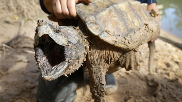 FILE - A male alligator snapping turtle is held after being trapped by the Turtle Survival Alliance-North American Freshwater Turtle Research Group, Saturday, Nov. 24, 2018, as part of the process of tagging turtles. The U.S. Fish and Wildlife Service said Monday, Nov. 8, 2021, that it is proposing threatened status for alligator snapping turtles, huge, spike-shelled reptiles that lurk at the bottom of bayous and lakes, luring prey to their mouths by extending a wormy-looking lure. Every state in their range now protects them, but the lingering effects of catching the turtles for alligator soup are among reasons their numbers are now so low. (Melissa Phillip/Houston Chronicle via AP, File)