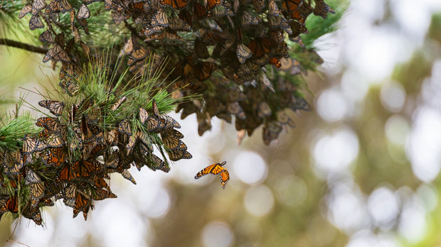 A butterfly flies near a cluster of butterflies gathered on a pine tree at Monarch Grove Sanctuary in Pacific Grove, Calif., Wednesday, Nov. 10, 2021. The number of Western monarch butterflies wintering along California's central coast is bouncing back after the population reached an all-time low last year. (AP Photo/Nic Coury)
