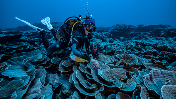 South Pacific, scientists have explored a rare stretch of pristine corals