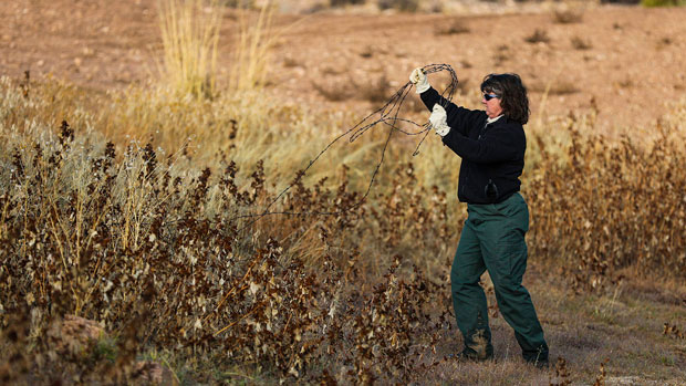 Janie Agyagos, a biologist, pulls a length of barbed wire