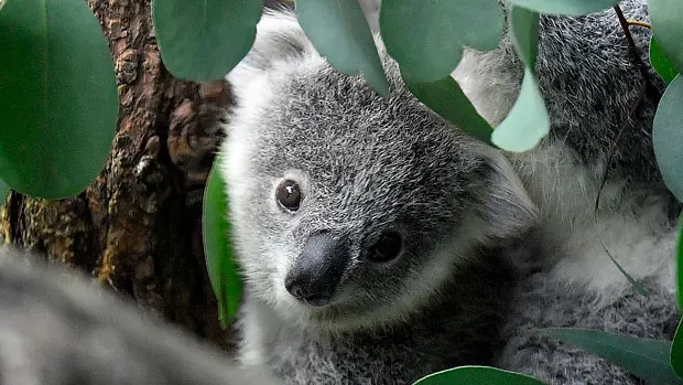 A young koala