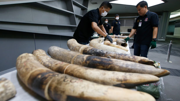 Thai customs officials display seized ivory originating from Nigeria