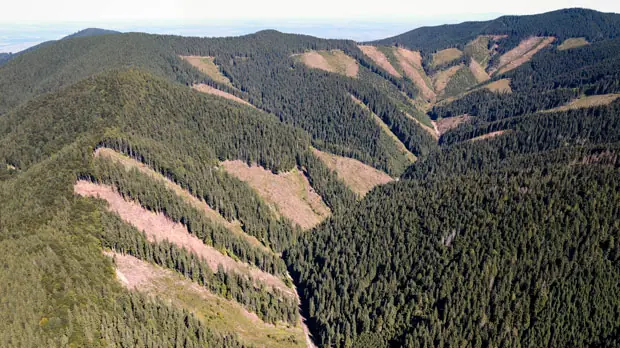large-scale deforestation
