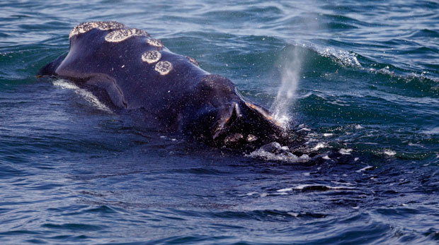 FILE - A North Atlantic right whale feeds on the surface of Cape Cod bay off the coast of Plymouth, Mass., March 28, 2018. The federal government is close to releasing new rules that the shipping industry might have to comply with to help protect a vanishing species of whale. (AP Photo/Michael Dwyer, File)