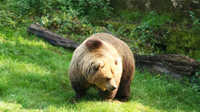 "Brown bear" by Ruth Hartnup licensed under CC BY 2.0