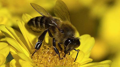 "Bee" by DoeLay licensed under CC BY 2.0