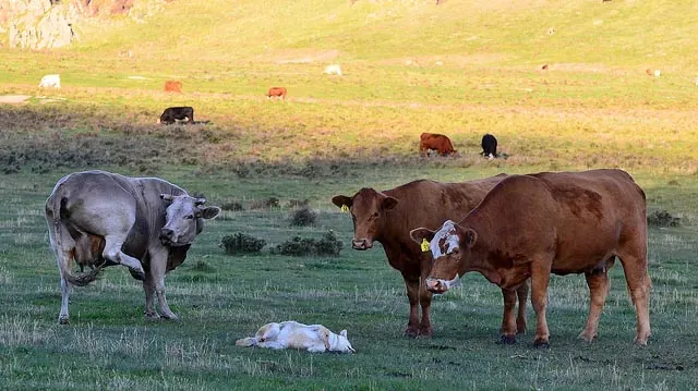 "Cattle vs. Coyote" by Larry Lamsa licensed under CC BY 2.0