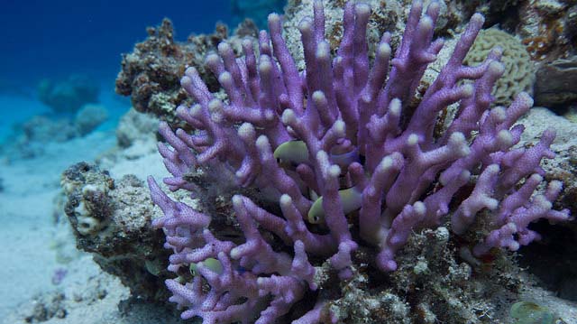 "Fish in purple coral" by Ratha Grimes licensed under CC BY 2.0