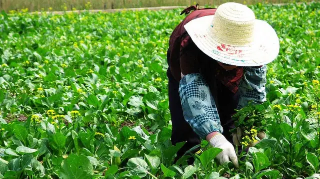 "Direct Farm Program" by Walmart licensed under CC BY 2.0