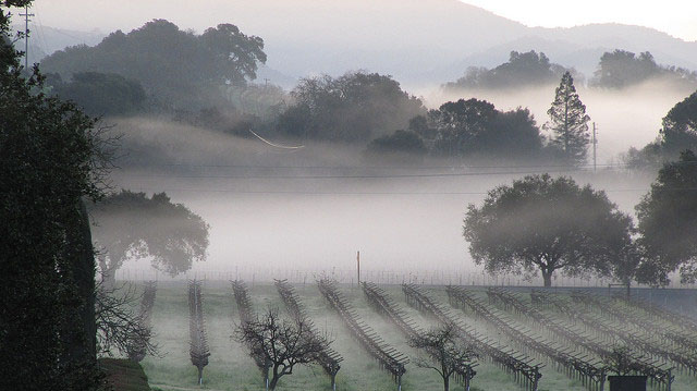"Napa Valley - Lifting Fog - SilveradoTrail" by seligmanwaite licensed under CC BY 2.0