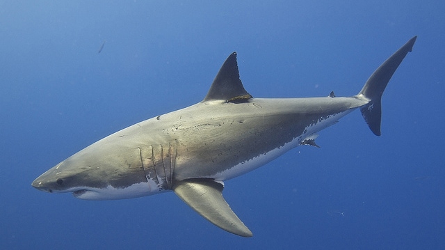 "Great White Shark" by Elias Levy licensed under CC BY 2.0