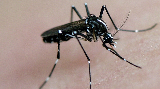 "asian tiger mosquito in action" by frankieleon licensed under CC BY 2.0