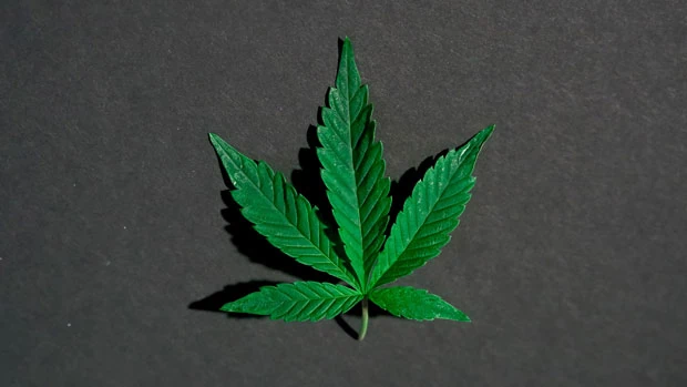 Marijuana leaf