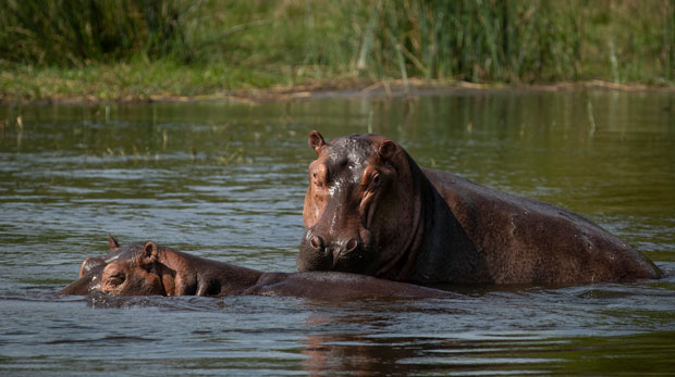 A pair of hippopotamuses
