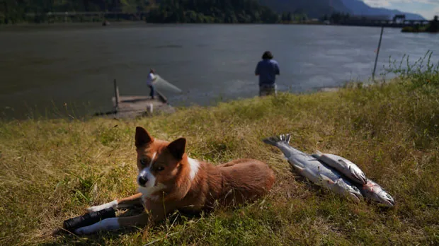 A dog named Kaloua sits next to freshly caught salmon