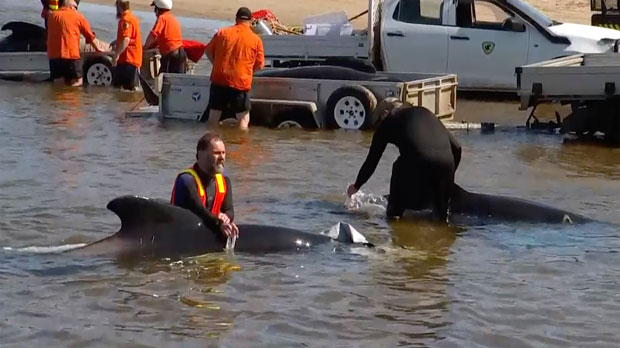 This image made from a video, shows rescuers in shallow waters with whales near Strahan, Australia Thursday, Sept. 22, 2022. A day after 230 whales were found stranded on the wild and remote west coast of Australia’s island state of Tasmania, only 35 were still alive despite rescue efforts that were to continue Thursday. (Australian Broadcasting Corporation via AP)
