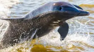 "Porpoise Jumping" by Pete G licensed under CC BY 2.0