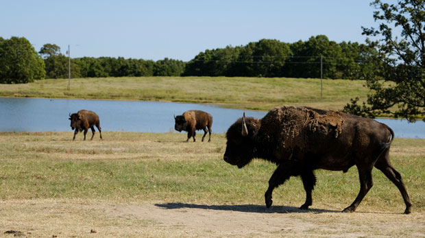 Bison roam near a pond