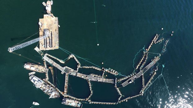 FILE - In this photo provided by the Washington State Department of Natural Resources, a crane and boats are anchored next to a collapsed "net pen" used by Cooke Aquaculture Pacific to farm Atlantic Salmon near Cypress Island in Washington state on Aug. 28, 2017. Washington has banned net-pen fish-farming in state waters, citing danger to struggling native salmon. Public Lands Commissioner Hilary Franz issued an executive order Friday banning such aquaculture. (David Bergvall/Washington State Department of Natural Resources via AP, File)