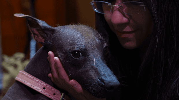 Itzayani Gutierrez caresses her Xoloitzcuintle breed dog named Pilon, during a press conference about the Xoloitzcuintle in art, in Mexico City, Wednesday, Jan. 25, 2023. (AP Photo/Marco Ugarte)