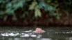 Indigenous Wari' boy swims in the Komi Memem River